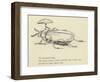 The Bountiful Beetle-Edward Lear-Framed Giclee Print