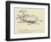 The Bountiful Beetle-Edward Lear-Framed Giclee Print