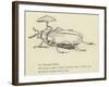 The Bountiful Beetle-Edward Lear-Framed Giclee Print