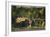 The Bower of Quiet Passion, C.1750-Nihal Chand-Framed Giclee Print