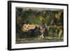 The Bower of Quiet Passion, C.1750-Nihal Chand-Framed Giclee Print