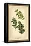 The Box Flowers and Fruits-W.h.j. Boot-Framed Stretched Canvas