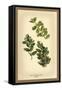 The Box Flowers and Fruits-W.h.j. Boot-Framed Stretched Canvas