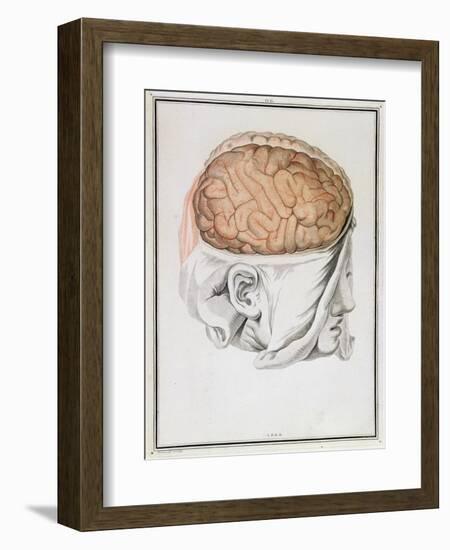 The Brain, from 'Traite D'Anatomie De Cerveau' by Felix Vicq D'Azyr (1748-94) 1786-Allais-Framed Premium Giclee Print