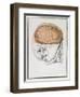 The Brain, from 'Traite D'Anatomie De Cerveau' by Felix Vicq D'Azyr (1748-94) 1786-Allais-Framed Premium Giclee Print