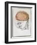 The Brain, from 'Traite D'Anatomie De Cerveau' by Felix Vicq D'Azyr (1748-94) 1786-Allais-Framed Premium Giclee Print