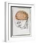 The Brain, from 'Traite D'Anatomie De Cerveau' by Felix Vicq D'Azyr (1748-94) 1786-Allais-Framed Premium Giclee Print