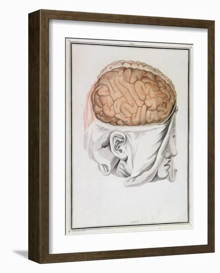 The Brain, from 'Traite D'Anatomie De Cerveau' by Felix Vicq D'Azyr (1748-94) 1786-Allais-Framed Giclee Print