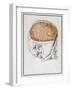 The Brain, from 'Traite D'Anatomie De Cerveau' by Felix Vicq D'Azyr (1748-94) 1786-Allais-Framed Giclee Print