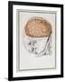 The Brain, from 'Traite D'Anatomie De Cerveau' by Felix Vicq D'Azyr (1748-94) 1786-Allais-Framed Giclee Print