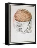 The Brain, from 'Traite D'Anatomie De Cerveau' by Felix Vicq D'Azyr (1748-94) 1786-Allais-Framed Stretched Canvas