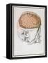 The Brain, from 'Traite D'Anatomie De Cerveau' by Felix Vicq D'Azyr (1748-94) 1786-Allais-Framed Stretched Canvas