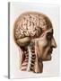 The Brain, Plate from "Traite Complet de L'Anatomie de L'Homme"  1866-67-Nicolas Henri Jacob-Stretched Canvas