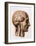 The Brain, Plate from "Traite Complet de L'Anatomie de L'Homme"  1866-67-Nicolas Henri Jacob-Framed Giclee Print