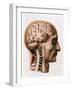 The Brain, Plate from "Traite Complet de L'Anatomie de L'Homme"  1866-67-Nicolas Henri Jacob-Framed Giclee Print