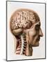 The Brain, Plate from "Traite Complet de L'Anatomie de L'Homme"  1866-67-Nicolas Henri Jacob-Mounted Giclee Print