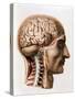 The Brain, Plate from "Traite Complet de L'Anatomie de L'Homme"  1866-67-Nicolas Henri Jacob-Stretched Canvas
