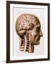 The Brain, Plate from "Traite Complet de L'Anatomie de L'Homme"  1866-67-Nicolas Henri Jacob-Framed Giclee Print