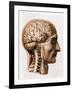 The Brain, Plate from "Traite Complet de L'Anatomie de L'Homme"  1866-67-Nicolas Henri Jacob-Framed Giclee Print