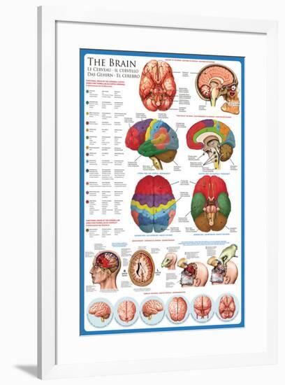 The Brain-null-Framed Poster