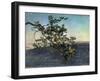 The Branch-Aleksandr Andreevich Ivanov-Framed Giclee Print