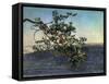 The Branch-Aleksandr Andreevich Ivanov-Framed Stretched Canvas