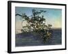 The Branch-Aleksandr Andreevich Ivanov-Framed Giclee Print