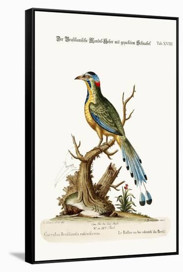 The Brasilian Saw-Billed Roller, 1749-73-George Edwards-Framed Stretched Canvas