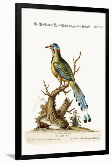 The Brasilian Saw-Billed Roller, 1749-73-George Edwards-Framed Giclee Print