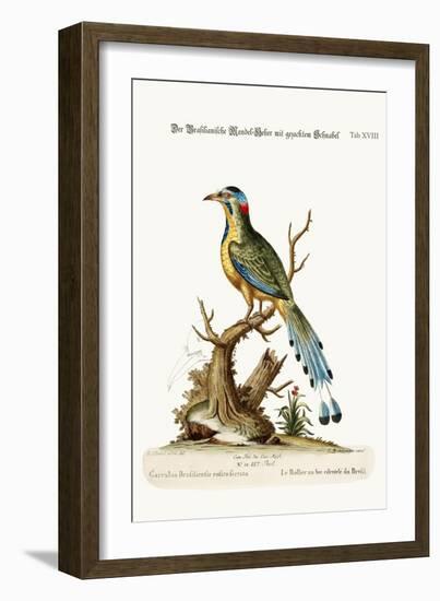 The Brasilian Saw-Billed Roller, 1749-73-George Edwards-Framed Giclee Print