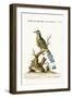 The Brasilian Saw-Billed Roller, 1749-73-George Edwards-Framed Giclee Print