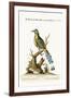 The Brasilian Saw-Billed Roller, 1749-73-George Edwards-Framed Premium Giclee Print