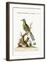 The Brasilian Saw-Billed Roller, 1749-73-George Edwards-Framed Giclee Print