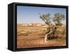 The Breakaways, Painted Desert, Coober Peedy, South Australia, Australia, Pacific-Tony Waltham-Framed Stretched Canvas