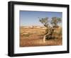 The Breakaways, Painted Desert, Coober Peedy, South Australia, Australia, Pacific-Tony Waltham-Framed Photographic Print