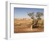 The Breakaways, Painted Desert, Coober Peedy, South Australia, Australia, Pacific-Tony Waltham-Framed Photographic Print