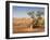 The Breakaways, Painted Desert, Coober Peedy, South Australia, Australia, Pacific-Tony Waltham-Framed Photographic Print