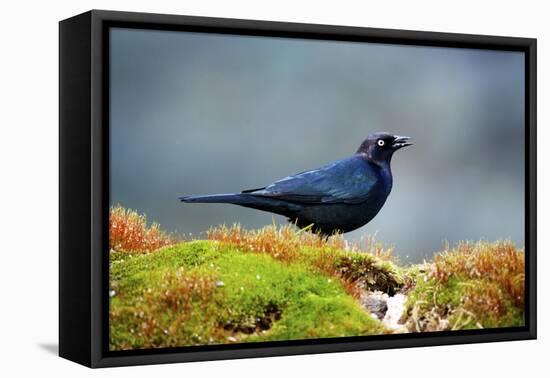 The Brewer's Blackbird, known for its Iridescent Coloring and Breeding Displays-Richard Wright-Framed Stretched Canvas