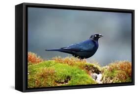 The Brewer's Blackbird, known for its Iridescent Coloring and Breeding Displays-Richard Wright-Framed Stretched Canvas