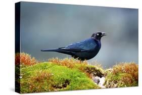 The Brewer's Blackbird, known for its Iridescent Coloring and Breeding Displays-Richard Wright-Stretched Canvas