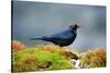 The Brewer's Blackbird, known for its Iridescent Coloring and Breeding Displays-Richard Wright-Stretched Canvas