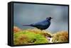 The Brewer's Blackbird, known for its Iridescent Coloring and Breeding Displays-Richard Wright-Framed Stretched Canvas