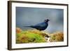 The Brewer's Blackbird, known for its Iridescent Coloring and Breeding Displays-Richard Wright-Framed Photographic Print