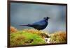 The Brewer's Blackbird, known for its Iridescent Coloring and Breeding Displays-Richard Wright-Framed Photographic Print