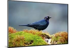 The Brewer's Blackbird, known for its Iridescent Coloring and Breeding Displays-Richard Wright-Mounted Photographic Print