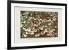 The Brigade's Chicken Farm-Ma Ya-li-Framed Art Print