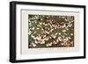 The Brigade's Chicken Farm-Ma Ya-li-Framed Art Print