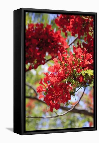 The Bright Red Flowers of the Flame Tree, Queensland, Australia-Paul Dymond-Framed Stretched Canvas