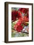 The Bright Red Flowers of the Flame Tree, Queensland, Australia-Paul Dymond-Framed Photographic Print