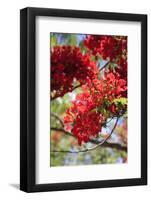 The Bright Red Flowers of the Flame Tree, Queensland, Australia-Paul Dymond-Framed Photographic Print